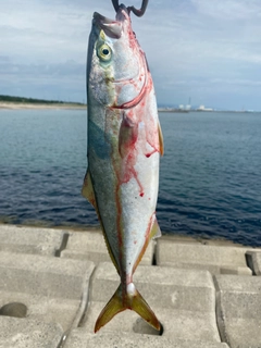 イナダの釣果