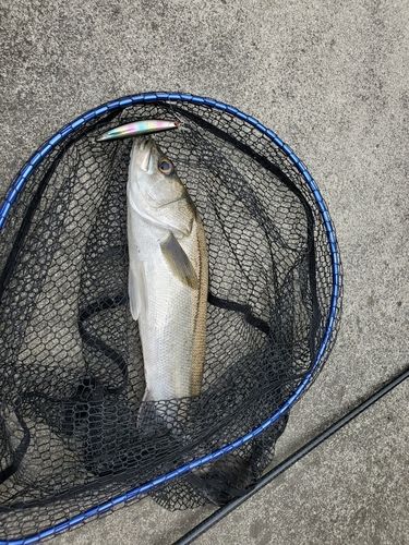 スズキの釣果