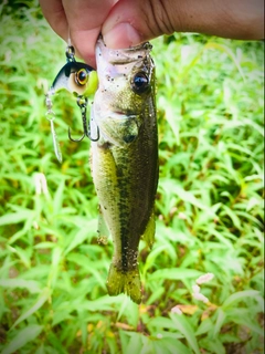 ブラックバスの釣果