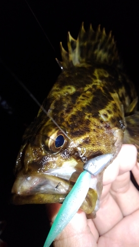 タケノコメバルの釣果