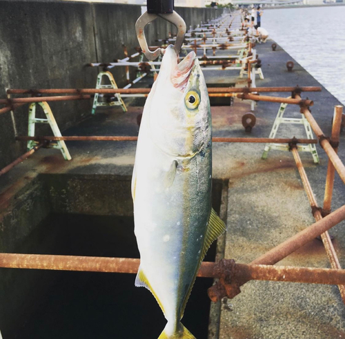 ツバスの釣果