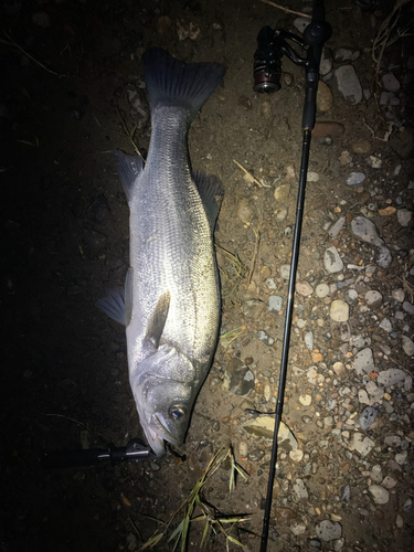 スズキの釣果