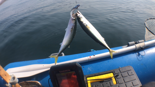 サバの釣果