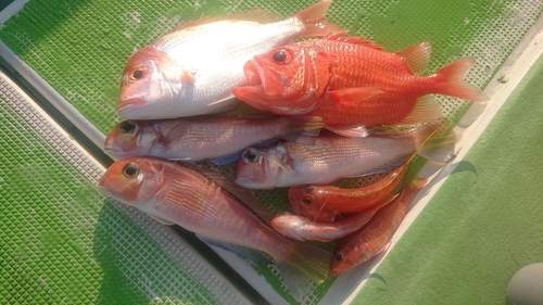 アマダイの釣果