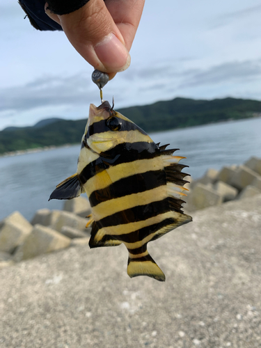 サンバソウの釣果