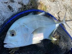 ロウニンアジの釣果