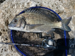 ミナミクロダイの釣果