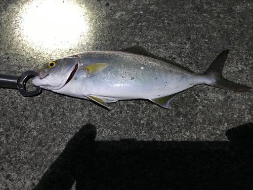 ショゴの釣果