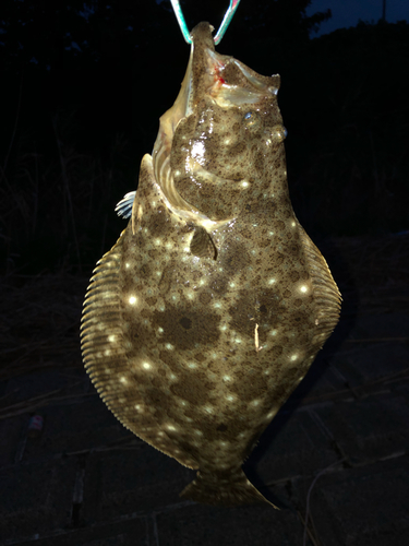 ヒラメの釣果