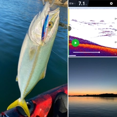 ツバスの釣果