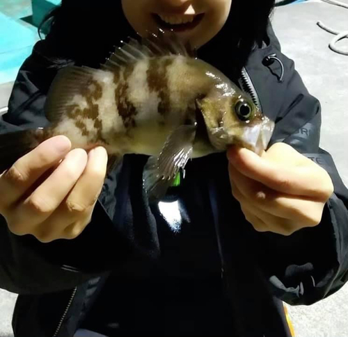 クロメバルの釣果