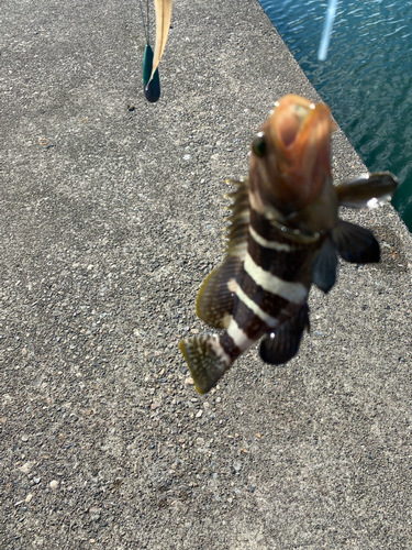 アオハタの釣果