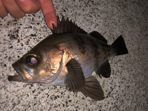 アカメバルの釣果