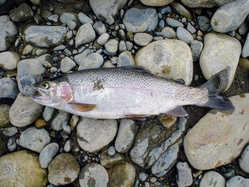 ニジマスの釣果