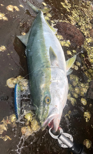 ヤズの釣果