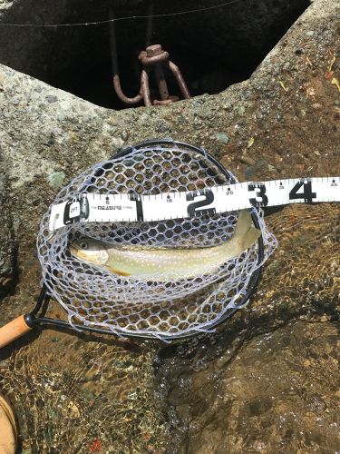 アメマスの釣果