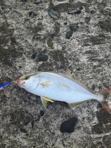 カンパチの釣果