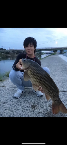 コイの釣果