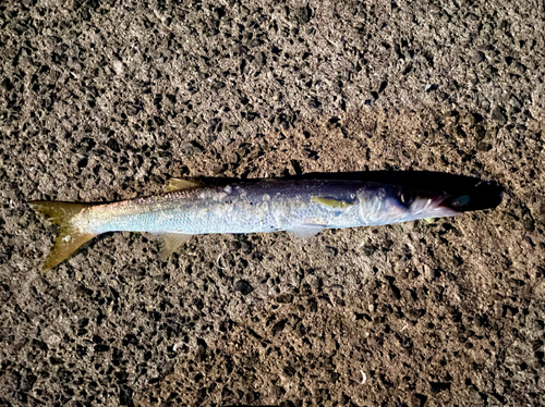 カマスの釣果