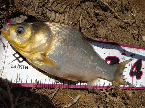 ヘラブナの釣果