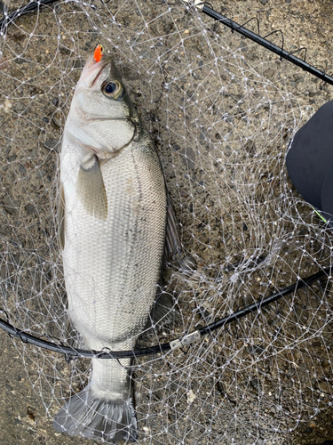 ヒラスズキの釣果