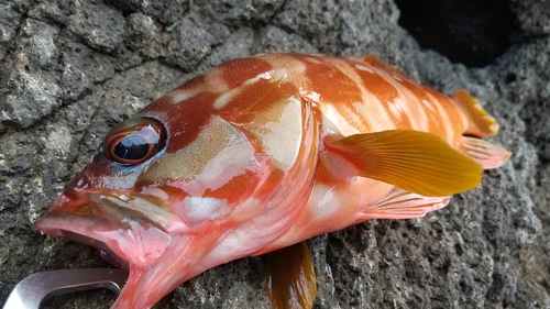 アカハタの釣果