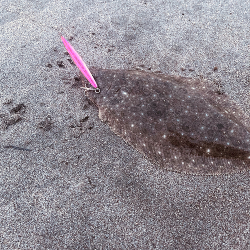 ソゲの釣果