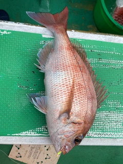 マダイの釣果