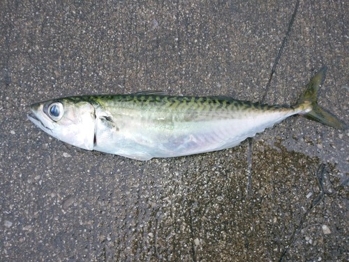 サバの釣果