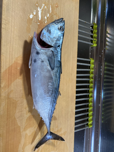 スマガツオの釣果