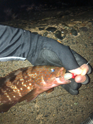 キジハタの釣果