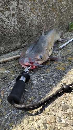 アメリカナマズの釣果