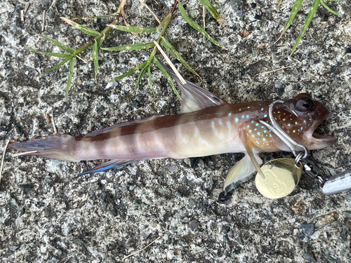 ハゼの釣果