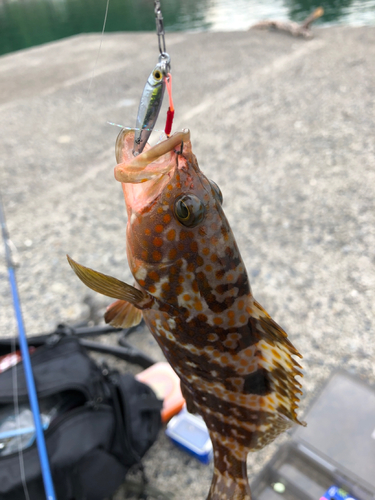 アコウの釣果