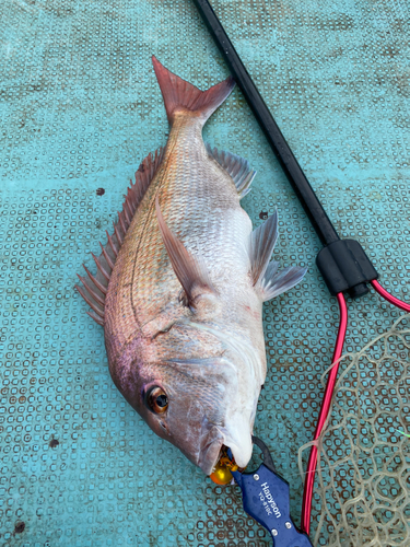 タイの釣果