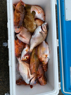 タイの釣果