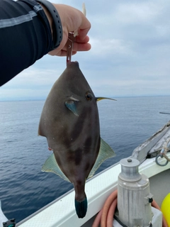 カワハギの釣果