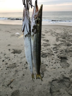 カマスの釣果