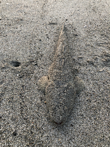 コチの釣果