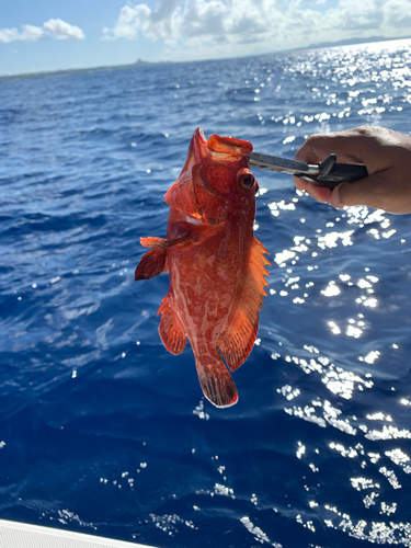 アカミーバイの釣果