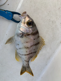 シロダイの釣果