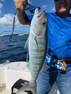 アオチビキの釣果