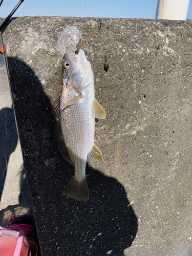 イシモチの釣果