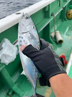 ソウダガツオの釣果