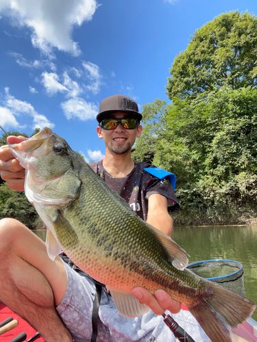 ブラックバスの釣果
