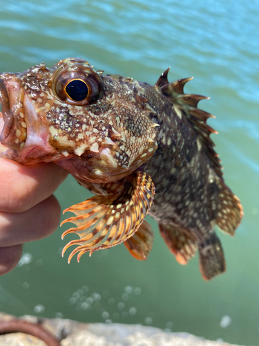 アラカブの釣果