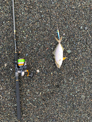 カンパチの釣果