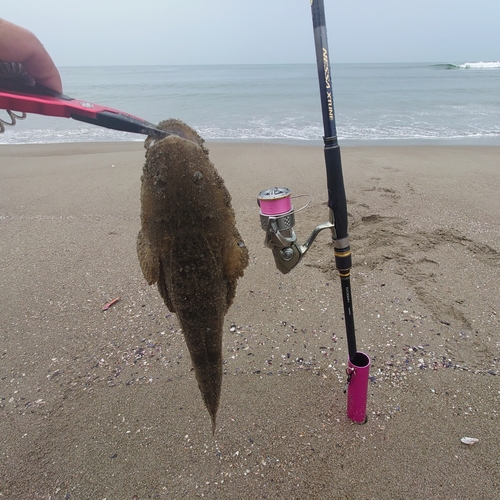 マゴチの釣果