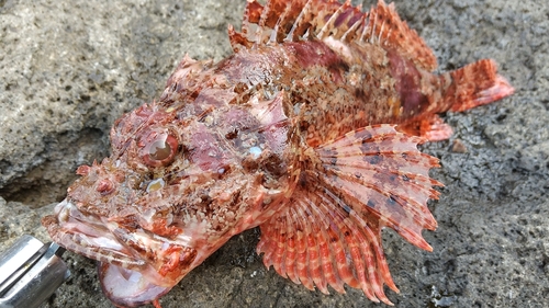 オニカサゴの釣果