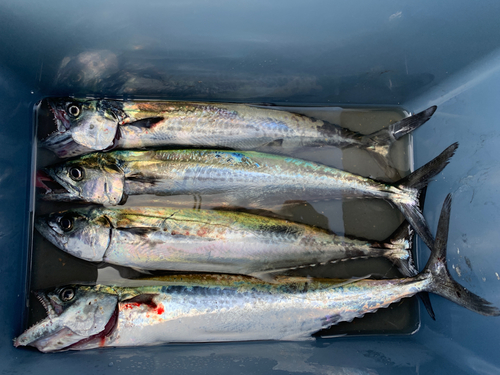 サゴシの釣果